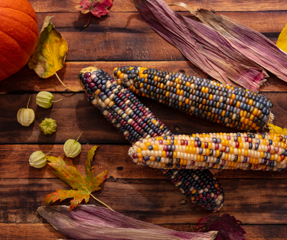 Pumpkin and corn cobs to represent foods served during Thanksgiving