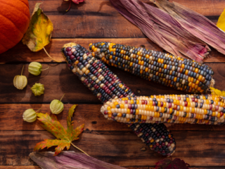 Pumpkin and corn cobs to represent foods served during Thanksgiving